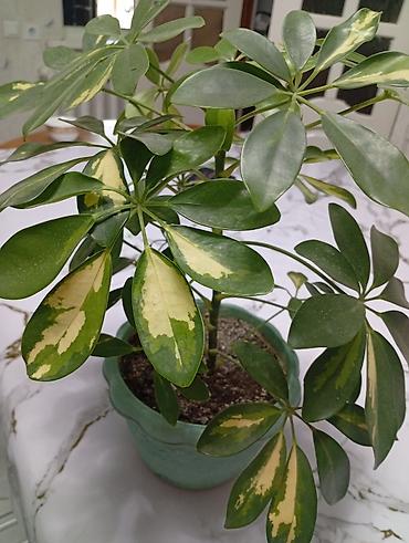 Шеффлера вариегатная (Schefflera arboricola Variegata) в декоративном — 1