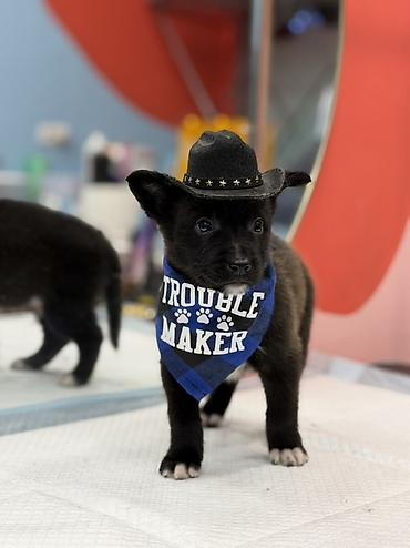 Psi: Štene pronađeno pored kontejnera za udomljavanje – mešanac, crne dlake — 6