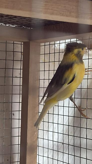 şnek: Erkey bulbul bir yawinda cutel hazir saxlam cin kimidiler — 1