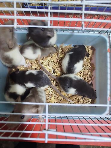 Крысы: Продам маленьких крысят Дамбо декоративные рексы ручные домашние. Есть — 1