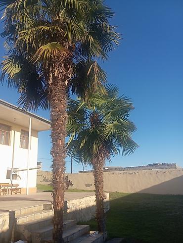 landşaft dizayn: Xurma palmaları – həyət və bağ üçün dekorativ iri palma ağacları - — 1