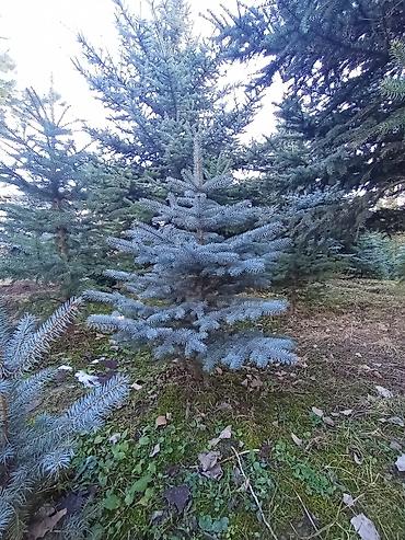 Декоративные деревья: Продаются ели голубые, зелёные, вечнозелёные самшиты, туи, сосны — 13