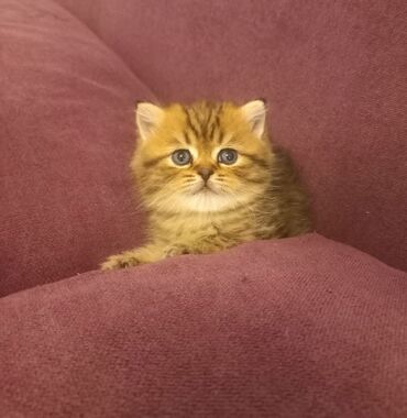 шотландские котята: Остался один мальчик золотой табби!Котенок шотландской породы по всем