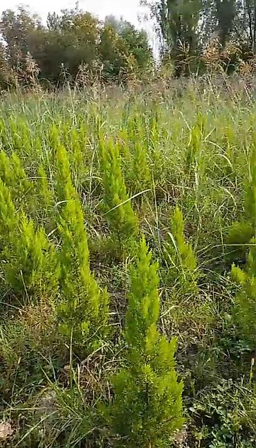 kələm gülü haqqinda: Limonnu şam.
Boyu 0.6 - 1.5 metr.

Ciddi adamlar zəng etsin — 3