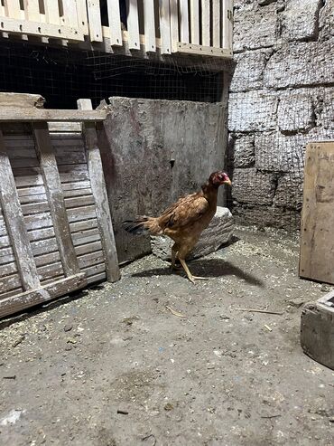 Toyuqlar: Toyuq, Damazlıq, Ünvandan götürmə -da lalafo.az — 2 Toyuqlar: Toyuq, Damazlıq, Ünvandan götürmə — 2