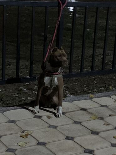 домик для сабак: Порода: собака среднего размера с атлетичным телосложением (тип