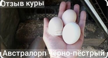 купить большую клетку для шиншиллы: Продаётся яйца пародистых куриц австралоп вес достигает до 7 килограмм