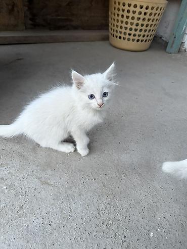 каракол кошка: Белоснежные котята с голубыми глазами — 2