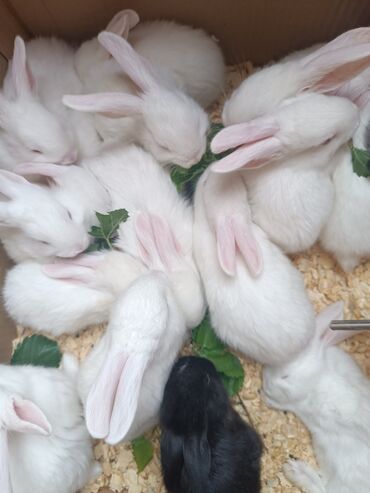 Dovşanlar: Dovşan yemləri Sadə və vitaminli topdan qiyməti Sadə yem 1.50azn — 3