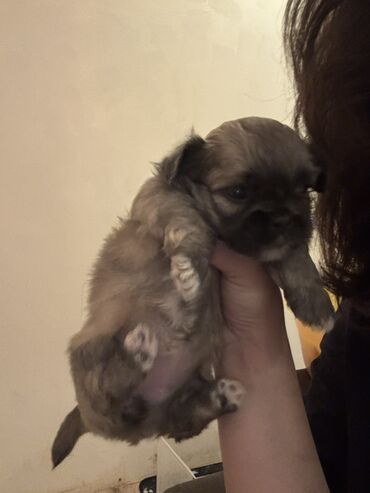 купить собаку в: Pekines, 2 ay, Dişi