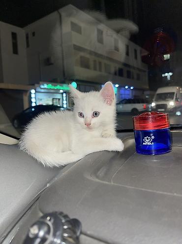pisik ag: Dişi — 10