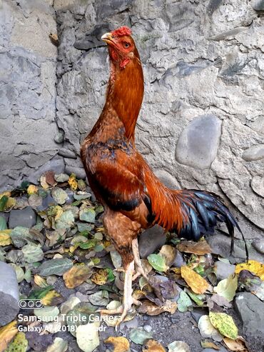 Xoruzlar: Salam Heyratı beçə 80 Heyratı sarıfete Fotoşəkillər Samsung Galaxy A7 — 2