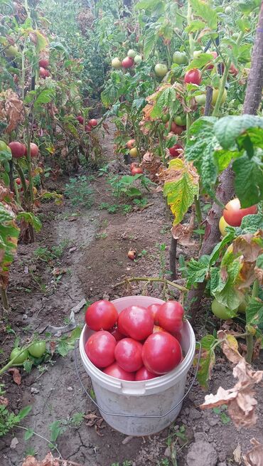 местный кукуруза: Помидоры Красные, В розницу