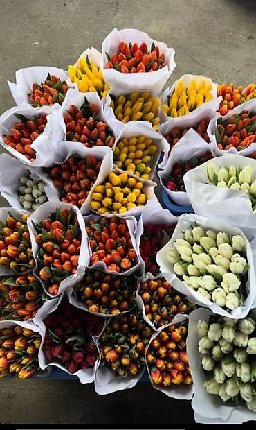 Букеты из живых цветов: 🌷 ТАКОЙ ЦЕНЫ В КЫРГЫЗСТАНЕ НЕТ 🌷 Голландские тюльпаны — 100 сом от 10 — 1