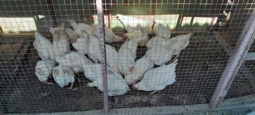 ломан браун купить в бишкеке: Птицы