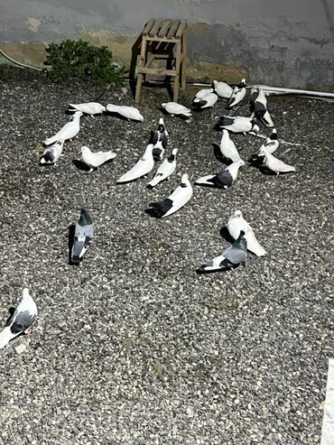 Göyərçinlər: Göy nişanlar ağlar 30dan coxdu balalarnan hamisi 10azn den abtavoy — 16