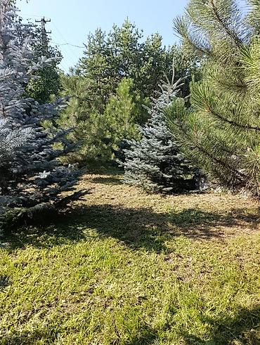 дом пр: Продаю дачу, совмещённые 3 участка по 5 соток, с документами на 3 — 4