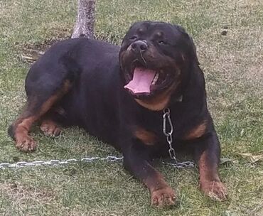 rottweiler qiymeti: Rotveyler, 2 il, Erkek, Peyvəndli, Ünvandan götürmə