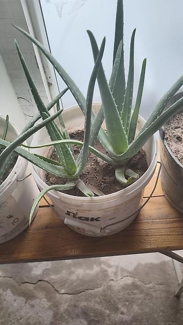 Алоэ вера (Aloe vera) в горшке - Крупные взрослые розетки с мясистыми