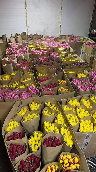 Букеты из живых цветов: Тюльпан оптом 2026 Продам оптом оптом оптом От 500шт Самые лучшие at lalafo.kg — 1 Букеты из живых цветов: Тюльпан оптом 2026 Продам оптом оптом оптом От 500шт Самые лучшие — 1