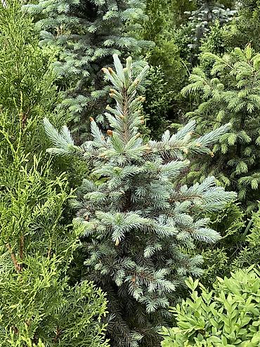 Ель: Продаются голубые/зеленые/тянь-шанские ели 🌲 Выращиваем сами, со всей — 7