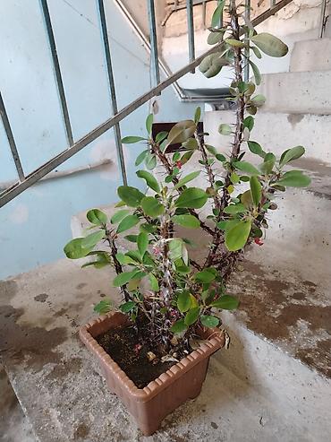 hokməli cicek: Qədim Tikanlı Çiçək (Euphorbia milii – “Tikanlı tac”) – saksıda - — 1