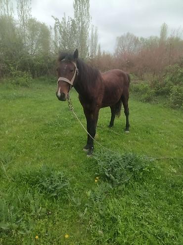 Atlar: Erkək, il: 5 — 6