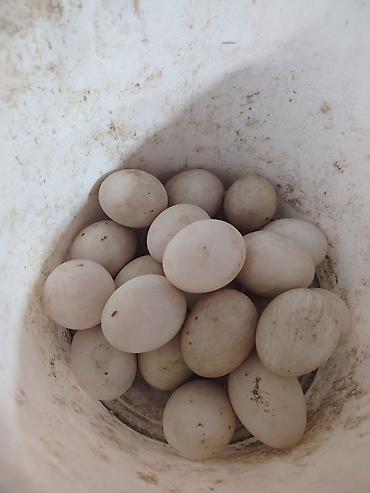 ördək balası: Musk ördəkləri və yumurtaları - Cins: musk (indo-ördek). Ağ, qara-ağ — 3