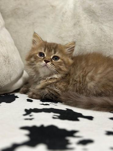 Pişiklər: Britan — 9