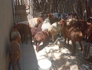 K/t heyvanları üçün mallar: Quzu, Erkək, Qala, ay: 3, 1 kq, Damazlıq, Ünvandan götürmə