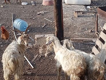 serebrist cuce satisi: Salam tecili satılır yeminə oyuna söz ola bilmez 7 dene heyvandi — 4