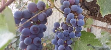 спальные гарнитуры бу бишкек: Продаю виноград с дачи район ГЭС 5 самовывоз, все вопросы по