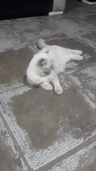 Pişiklər: Şotland yastı qulaq, Dişi — 10