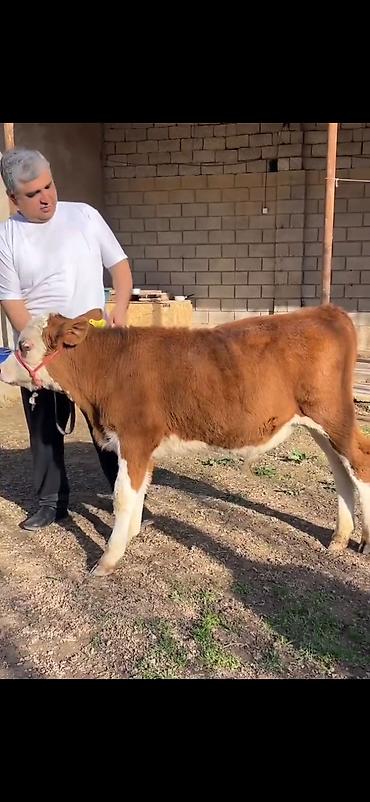 Dana, buzov: Satılır: simmental tipli dana - Cins: ətli istiqamət – simmental — 5