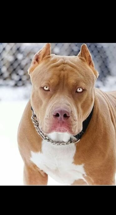 кане корсо в баку: Питбуль