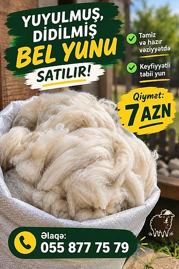 Məhsul: Yuyulmuş, didilmiş bel yunu Təsvir: - Təmizlənmiş və istifadə lalafo.az -da Məhsul: Yuyulmuş, didilmiş bel yunu Təsvir: - Təmizlənmiş və istifadə