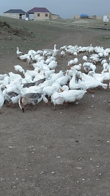 rus qazı: Qazlar satılır 100-200 arası var hamsi tam sağlamdı bordag kök — 4