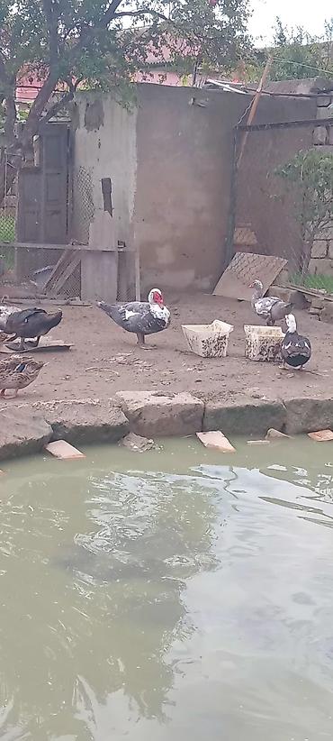 krasnadar ordək: Məhsul: Ördəklər (Muskus/Indoutka və yerli qarışıq cinslər) 20m — 9