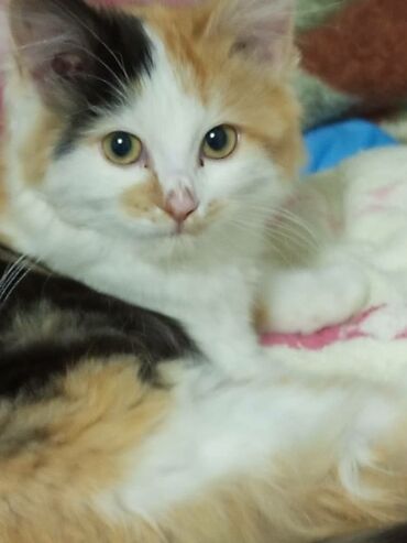 лопоухий кот: Отдам котенка в добрые руки. Девочка, 2-3 месяца. Проглистована