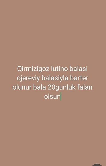 животные в добрые руки баку: Qırmızıgöz Lutino balalari ajerella balasıyla barter olunur evdə — 1