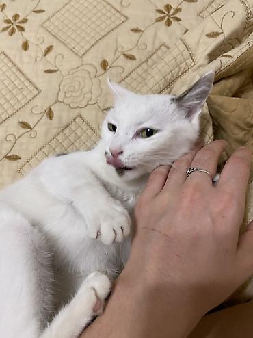 сколько кошек в кыргызстане: Кошка даром: Беспородная, 2 года, Девочка, Кастрирована, Приучена к лотку, Проглистована — 1