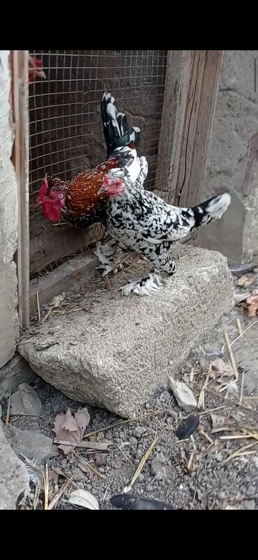 danişan quş: Cüt yaponka satılır. Ünvan Salyan. Barter lal ördəklə