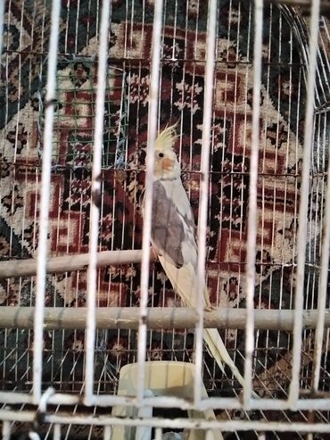 Gəmiricilər: Salam 6ayliq Erkey korella satılır və ya barter olunur digər papuqay