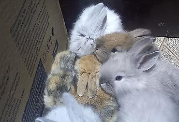 Dovşanlar: Salam. dovsan balalari tek ve top satilir — 19