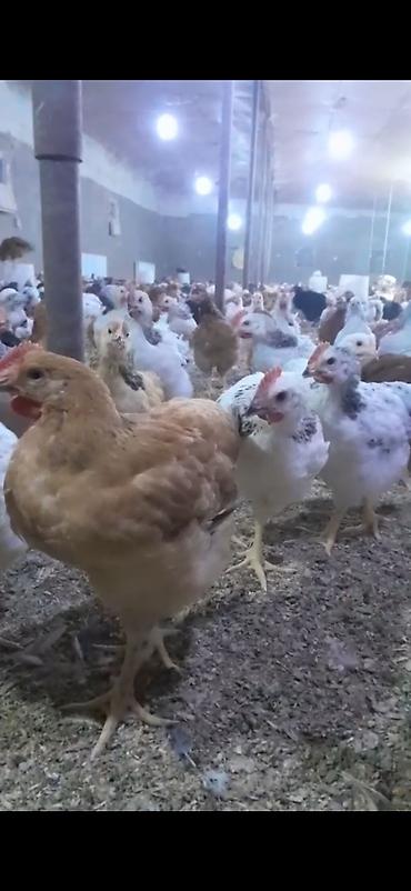 Məhsul: Yerli kənd təsərrüfatı üçün ətlik və yumurtalıq toyuqlar