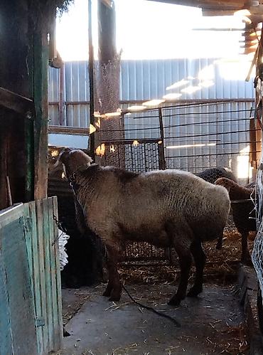 Баран, овца: Продаю | Овца (самка) | Для разведения | Матка — 6