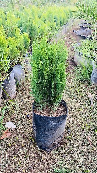 Şitillər: Thuja (konik/qədim kiparis) şitili – qara polietilen torbada — 6