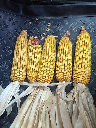 кукуруза рушеная: Продам кукурузу 13% процент — 1