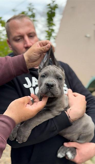 Psi: Dostupni za rezervaciju stenci Cane Corso iz registrovane — 14