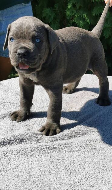 Psi: Ako tražite vernog člana porodice, obratite se nama i postanite — 12